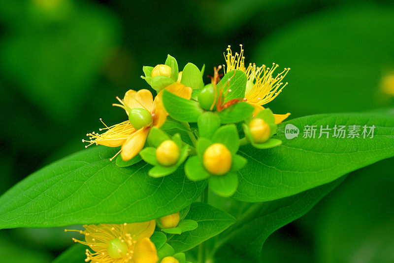 androsaemum / Tutsan / Sweet-amber:花和果